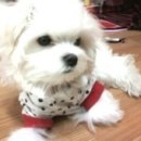 욜로펫 이미지