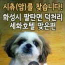 강아지를찾습니다,시츄,암컷,경기도 화성시 팔탄면 덕천리 세화호텔 맞은편 이미지