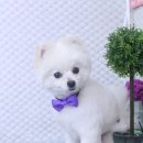 로즈펫살롱 이미지