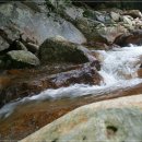요룡대 Daum카페