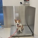 별내동물병원 | 과잉진료 없는 별내 동물병원_본바른동물병원 건강검진 후기(스케일링 무료 오픈 이벤트 중)
