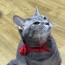 예예예쌀케이크 이미지