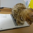 레오메디칼 이미지