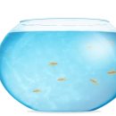 금붕어PC 이미지