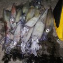 한치로2 이미지