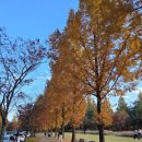 광주과학기술원 | [광주 단풍 명소] 광주 과학기술원 GIST 과기원 단풍 구경 (251116 방문)