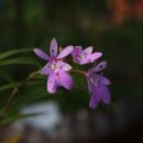 삽재농장 이미지