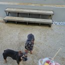 스쿠버다이버의집 | 수원 스쿠버다이빙 강습 오픈워터 따고 세부 다녀온 후기! 매력적인 콘티키 포인트