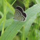 나비잠자리 이미지