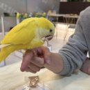 리프패럿 롯데마트 광복점 이미지