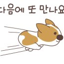 헬로우댕댕 이미지