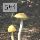 독버섯 이미지