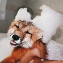 깜찍한여우