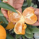 한라앤탐 | 천혜향 택배 주문은 한라앤탐 농장으로!