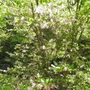 채락산장 이미지