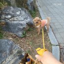 벨라펫살롱 이미지