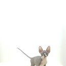 고양이를 사랑하는 남자 이미지