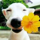 웃으면복이와요 이미지