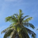 우림할인마트 | 태국 푸켓 자유여행 3박 5일 일정추천 3일차 (맘씨좋은여행 피피섬 투어, 마야베이, 뱀부섬)