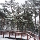 봉수산자연휴양림 이미지