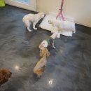 은봉애견 이미지