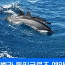 돌핀 이미지