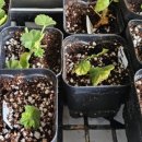 뽑기 좋은날 이미지