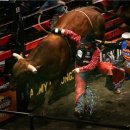 부케팔로스 이미지