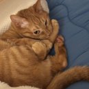 그루밍 타임 이미지