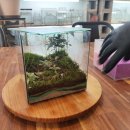 광주새우리병원 | 광주 테라리움 원데이클레스 후기 데라스튜디오