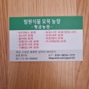 에메랄드그린 2년생 포트묘 판매 이미지