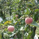 와룡농원 이미지