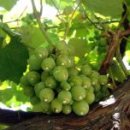청포도 이미지