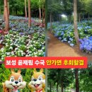보성 여행 6월 가볼만한곳 보성 윤제림 수국 가면 좋은 이유