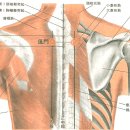 [風門穴][풍문혈][熱府穴][열부혈] 이미지