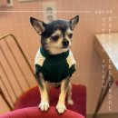 댕댕아 학교가자 | 동탄/ 오산 강아지 훈련사 24시간 상주 강아지 호텔, 강아지 유치원 댕댕아 학교가자 재방문 후기