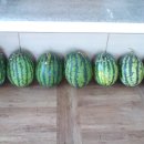 엘지슈퍼렛 이미지