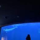 힘쎈수달 이미지