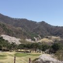 베네스트 | 4월 벚꽃 라운딩 안성 베네스트 후기