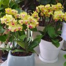 계림꽃농원 이미지