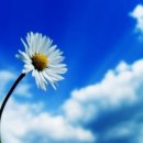 푸른하늘 이미지