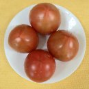 봄날미용재료 | 4월 제철 대저 토마토의 변신! 꿀맛 보장 '토마토 쉐이크' 만드는 법 & 효능 정리