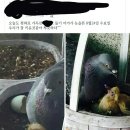 저희학교 비둘기 알 부화함... 이미지