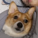 도도충무김밥 | 복숭아=백도 가 디폴트라는 증명을 해왔습니다