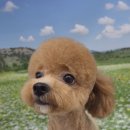 펫 아지트 이미지