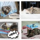 뱅갈냥이 이미지