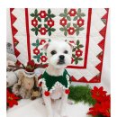 까까보개 이미지