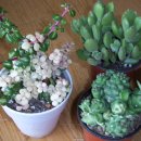 광영농장 이미지