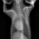 이솜동물병원 이미지