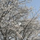 메디힐요양병원 | 파주 벚꽃 - 파주벚꽃명소 3곳 오산리기도원 밤고지마을 눌노천벚꽃길 4월16일 개화상황